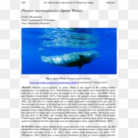 Grey Whale, HD Png Download - sperm whale png
