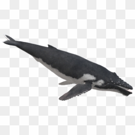 Thick-billed Murre, HD Png Download - sperm whale png