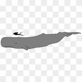 Sperm Whale Vs Human Size, HD Png Download - sperm whale png