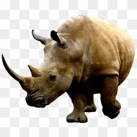 Brown Rhino Clip Arts - Rhino Png, Transparent Png - rhino png