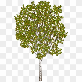 River Birch , Png Download - Birch Tree Transparent Background Png, Png Download - blood puddle png