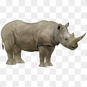 Zoo Tycoon 2 White Rhinoceros, HD Png Download - rhino png