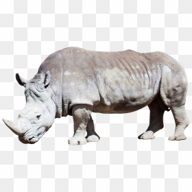 Rhino Photo - White Rhino Png Transparent, Png Download - rhino png