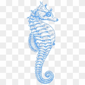 Seahorse Svg Clip Arts - S Seahorse Clipart Png, Transparent Png - seahorse png