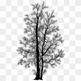 Thumb Image - Birch Tree Silhouette Png, Transparent Png - treeline png