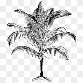 Arecaceae Coconut Tree Line Art Download - Palm Vector, HD Png Download - treeline png