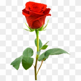 Love Red Rose Png Images - Single Red Rose Image Hd, Transparent Png - red roses png