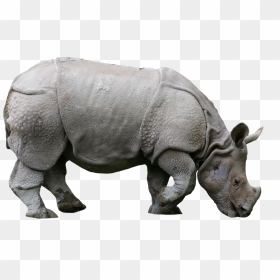 #rhino #animals #nature #sticker #png - Indian Rhino, Transparent Png - rhino png