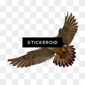 Falcon Png 11 Png Rh Stickeroid Com Cute Falcon Sad - Peregrine Falcon Transparent Background, Png Download - captain falcon png