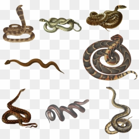 Black Snake, Pseudechis Porphyriacus , Png Download - Black Snake, Pseudechis Porphyriacus, Transparent Png - solid snake png