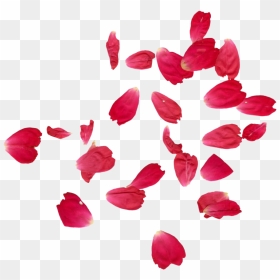 Red Rose Petals Png Images - Rose Petals Falling Png, Transparent Png - rose petal png