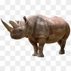 Rhino Png Transparent Background - Rhino Full Hd 1080p, Png Download - rhino png