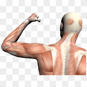 Thumb Image - Muscle Anatomy No Background, HD Png Download - muscle png