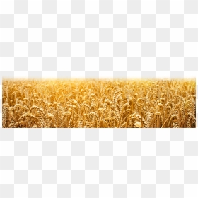 Wheat Field Png available For Anything And Anyone To - ਕਣਕ, Transparent Png - grass field png