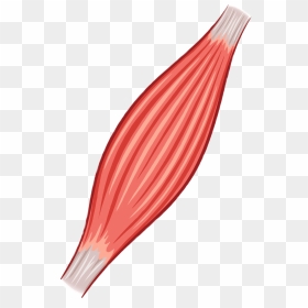 Muscle Clipart, Picture - Illustration, HD Png Download - muscle png