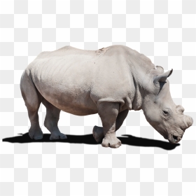 White Rhinoceros, HD Png Download - rhino png