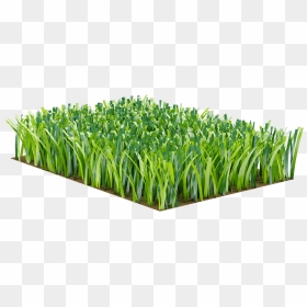Sweet Grass, HD Png Download - grass field png