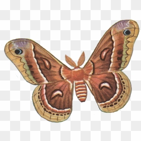 Download Moth Png Photos - Moth Clipart, Transparent Png - moth png