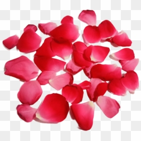 Hydrangea, HD Png Download - rose petal png