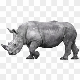 Transparent Rhinoceros Png - Black Rhinoceros Png, Png Download - rhino png