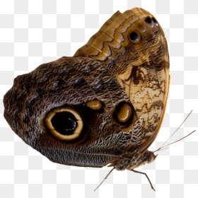 Thumb Image - Moth, HD Png Download - moth png