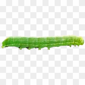 Pholisora Catullus, HD Png Download - caterpillar png
