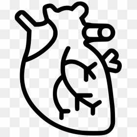 Cardiac Muscle Png Icon - Cardiac Muscles Black And White, Transparent Png - muscle png