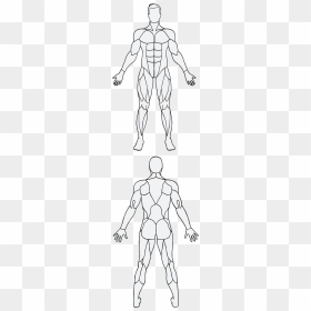 Illustration, HD Png Download - muscle png