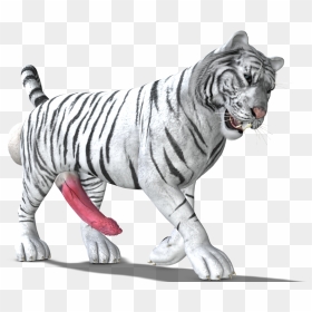 White Tiger - White Tiger Png, Transparent Png - white tiger png