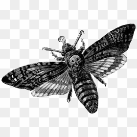 Moth Clipart Transparent Tumblr - Death Head Moth Png, Png Download - moth png