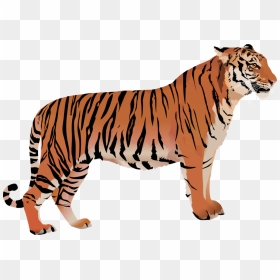 Bengal Cat Bengal Tiger White Tiger Clip Art - Tiger With White Background Clipart, HD Png Download - white tiger png