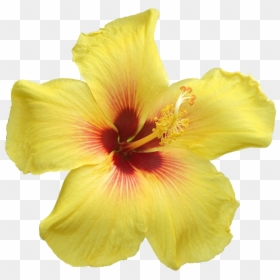 Big Yellow Flowers Png , Png Download - Yellow Flowers With Big Petals, Transparent Png - yellow flowers png