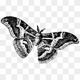 Silkworm As A Moth Clip Arts - Moths Black And White, HD Png Download - moth png