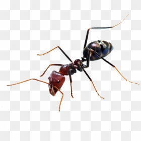 Ant Png, Transparent Png - ant png