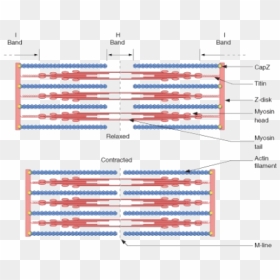 Sliding Filament Theory Labeled Diagram, HD Png Download - muscle png