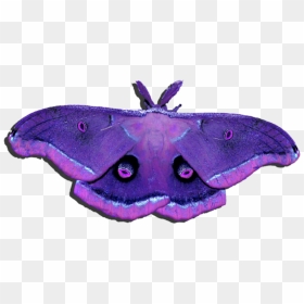 Transparent Moth Transparent Background - Transparent Background Moth, HD Png Download - moth png
