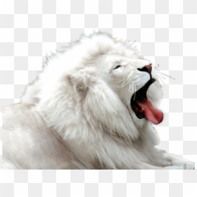 White Tiger - White Lion Png, Transparent Png - white tiger png