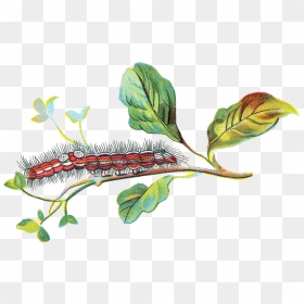 Porthesia Similis Caterpillar - Portable Network Graphics, HD Png Download - caterpillar png