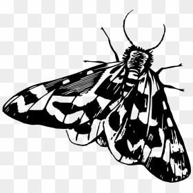 Moth 4 Clip Arts - Moth Clipart Black And White, HD Png Download - moth png