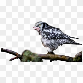 Bird Of Prey, HD Png Download - raptor png