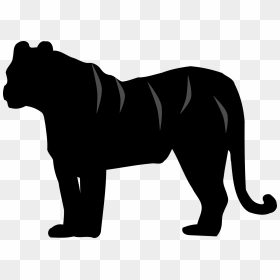 White Tiger Felidae Silhouette Cat - Silhouette Tiger Clipart Black And White, HD Png Download - white tiger png