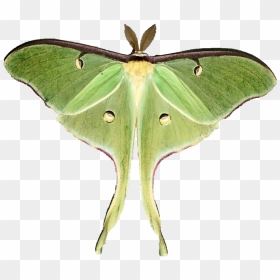 Luna Moth Clipart , Png Download - Luna Moth Transparent Background, Png Download - moth png