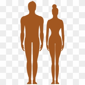 Human Body Silhouette Clip Art - Human Body Silhouette Clipart, HD Png Download - woman standing png