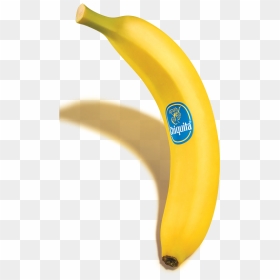Who"s Chiquita Banana - Saba Banana, HD Png Download - bananas png