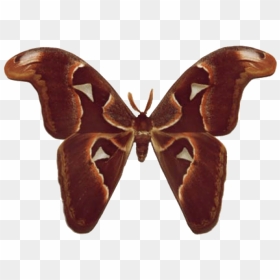 Brown Butterfly Wings Png , Png Download - Atlas Moth Transparent, Png Download - moth png