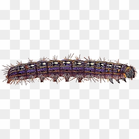 Illustration Of A Tent Caterpillar - Caterpillar, HD Png Download - caterpillar png