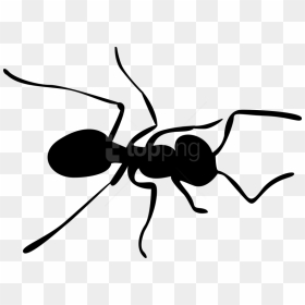 Download Ants Clipart Png Photo - Ant Clipart Png, Transparent Png - ant png