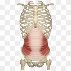 Transverse Abdominal Muscle , Png Download - Transverse Muscle Of Abdomen, Transparent Png - muscle png