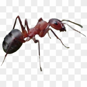 Ant Png Transparent Images - Transparent Background Ant Transparent, Png Download - ant png