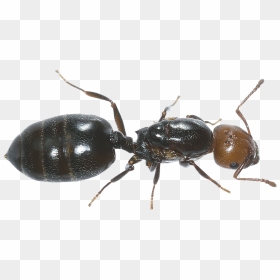 Ant Png Image - Ant Images Hd, Transparent Png - ant png